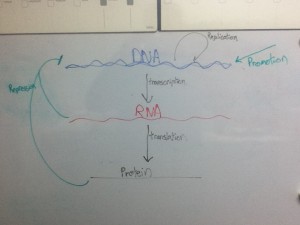 concept_map